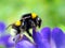 Bumble-Bee (Bombus terrestris)