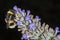 Bumble Bee (Bombus terrestris) feeding on a Lavender flower