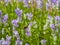 Bumble Bee (Bombus terrestris) on a Lavender Flower