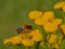 Bumble bee on a bright yellow tansy flower - Bombus / Tanacetum vulgare