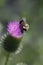 Bumble Bee on Bull Thistle