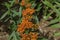 Bumble Bee on Butterfly Weed