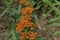 Bumble Bee on Butterfly Weed