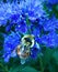 Bumble Bee on Caryopteris