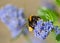 Bumble bee on ceanothus blossom