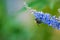 Bumble bee on a chaste vitex tree