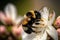 Bumble bee on a cheery blossom, Generative AI