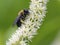 Bumble bee, closeup on flower