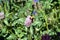 Bumble Bee on Clover Flower