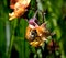 Bumble bee collecting nectar from a bright orange poppy flower with poppies in the background