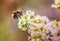 A bumble bee collecting nectar on the end of a sprig of white blossom. Fin cobwebs strands can be seen