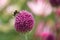 Bumble bee collecting pollen from an Allium sphaerocephalon