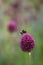 Bumble bee collecting pollen from an Allium sphaerocephalon