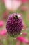 Bumble bee collecting pollen from an Allium sphaerocephalon