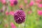 Bumble bee collecting pollen from an Allium sphaerocephalon