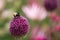 Bumble bee collecting pollen from an Allium sphaerocephalon