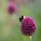 Bumble bee collecting pollen from an Allium sphaerocephalon