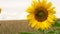 Bumble bee collecting pollen on a sunflower