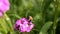 Bumble bee collects nectar on pink flower