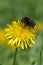 Bumble Bee on Dandelion