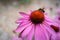 Bumble bee on a echinacea, coneflower