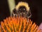 Bumble Bee on Echinacea flower Macro with tongue extended