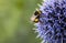 Bumble Bee on Echinops