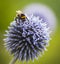 Bumble Bee on Echinops