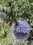 Bumble bee on echinops.