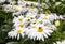 Bumble bee enjoying a flowerbed of daisies