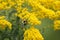 Bumble bee enjoying a goldenrod flower.