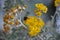 Bumble bee enjoying the Silver ragwort Jacobaea maritima.Bee perched on yellow flower