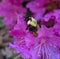 Bumble Bee Face on Magenta Rhododendron