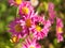 Bumble Bee feeding on a Bright Pink Chrysanthemum flower