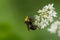 Bumble Bee feeding on nectar