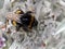 Bumble Bee feeding on Stachys byzantina Lambs Ears plant