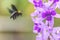 Bumble bee flies to purple wreath vine flowers