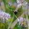 A bumble bee in flight 