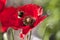 Bumble bee in flight against a bright red poppy flower