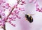 Bumble bee in flight approaching Eastern Redbud blossoms