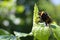 Bumble bee on flower, close up