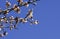 Bumble bee on a flowering apricot branch