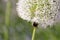 Bumble bee on the Flowering garlic inflorescence