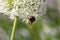 Bumble bee on the Flowering garlic inflorescence