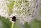 Bumble bee on the Flowering garlic inflorescence