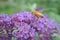 Bumble Bee on flowers of butterfly bush