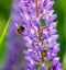 Bumble bee flying around violet lupine blossoms