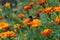 Bumble bee flying over bright orange flower on flowerbed