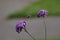 Bumble bee flying between two flowers in garden