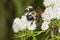 Bumble bee foraging for nectar on white mountain mint flowers.